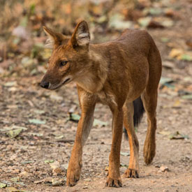 dhole